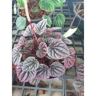 เปปเปอร์หน้าย่น ในกระถาง4" ฟอร์มสวย ใบย่น หนา สีสดใส