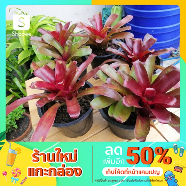 My Image 35