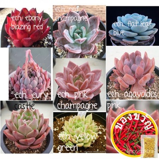 pink echeveria fuzzy varieties mix succulent lithops seeds champagne园艺/手链/向日葵/裙子/文胸/鲜花/上衣/儿童/头饰/帽子/ 69Z8