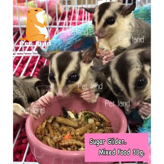 อาหารสำเร็จรูปสำหรับชูก้าไกลเดอร์⭐️Sugar glider Mixed Food⭐️