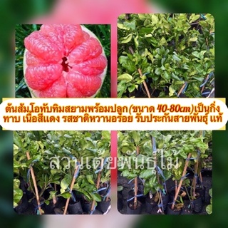 ต้นส้มโอทับทิมสยามพร้อมปลูก(ขนาด 40-80cm)เป็นกิ่งเสียบยอด❗️ เนื้อสีเเดง รสชาติหวานอร่อย รับประกันสายพันธุ์ เเท้