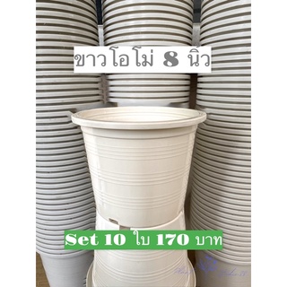 กระถาง 8 นิ้ว Set 10 ใบ 170 บาท สีขาวโอโม่