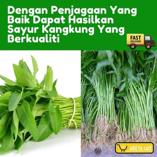 [ Local Product ] Biji Benih Kangkung berkualiti tinggi 190 - 210 bijiมักกะโรนี/​​กระโปรง/seeds/ขึ้นฉ่าย/เสื้อ/กางเกง/หม