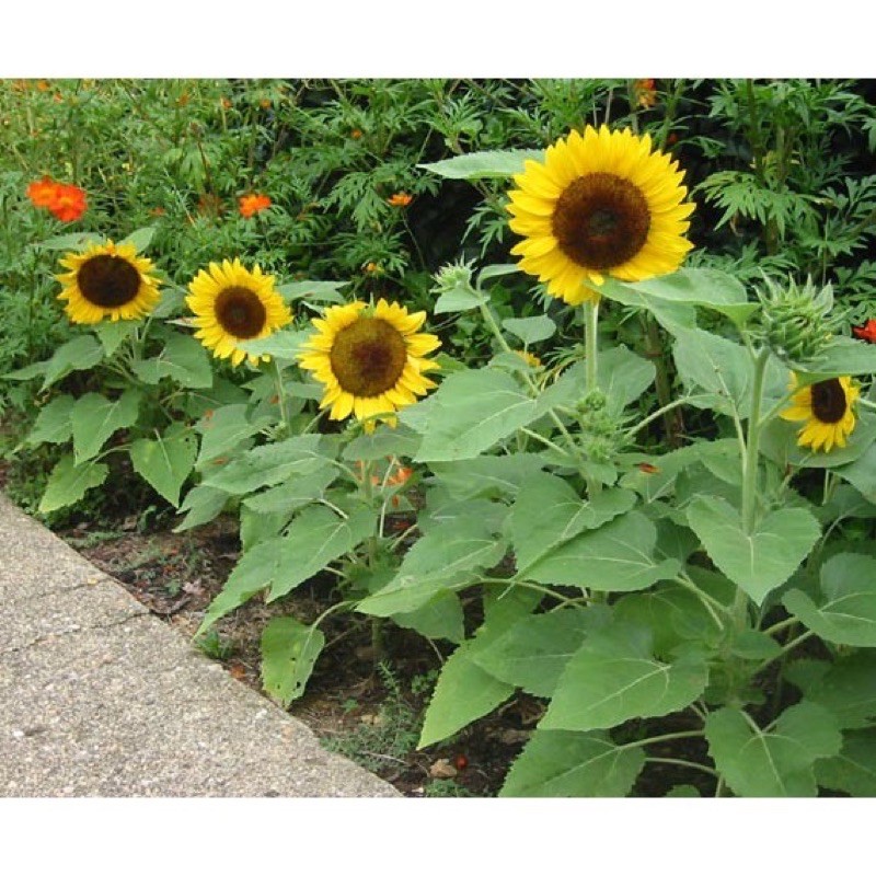 เมล็ดพันธุ์ ทานตะวันเตี้ย ซันสปอท (Sunspot Dwarf Sunflower Seed) บรรจุ 10 เมล็ด