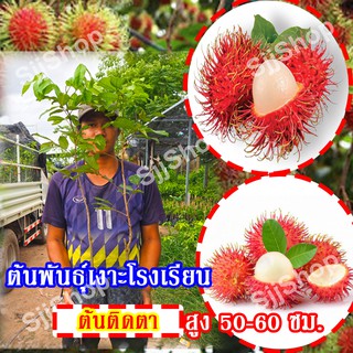 1ต้น ต้นพันธุ์เงาะโรงเรียนฯ เป็นต้นติดตาสูงประมาณ 50-60 ซม. เนื้อหวานกรอบ อร่อยลูกใหญ่สีแดงเข้ม พร้อมจัดส่ง