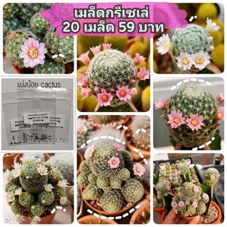 เมล็ดแมมมิลลาเรีย กรีเซเล่ Mammillaria giselae🌞 🌴 เมล็ดแคคตัส กระบองเพรช