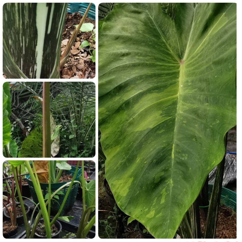 Colocasia morning dewหยดน้ำค้างยามเช้าหน่อกระถาง6"พร้อมส่ง