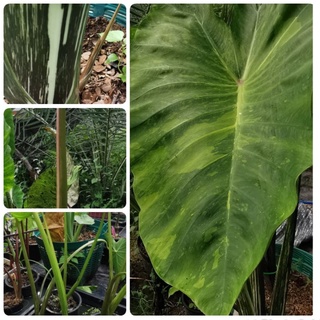 Colocasia morning dewหยดน้ำค้างยามเช้าหน่อกระถาง6"พร้อมส่ง