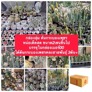 sjcactus กล่องสุ่มกระบองเพชร