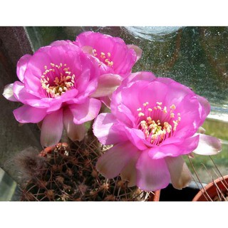 เมล็ดกระบองเพชร Lobivia cardenasiana R498 (20 เมล็ด)