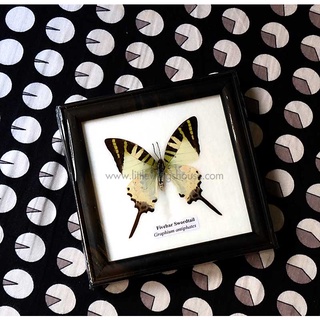 ผีเสื้อสต๊าฟ ผีเสื้อจริง ผีเสื้อหางดาบธรรมดา Fivebar Swordtail ในกรอบไม้สวยงาม