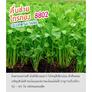 เมล็ดพันธุ์ คึ่นช่าย ขึ้นฉ่าย บรรจุ 3,000 เมล็ด - Celery  ตราดอกแตง เมล็ดพันธุ์ เมล็ดผัก คุณภาพ "เพื่อนเกษตรกร"