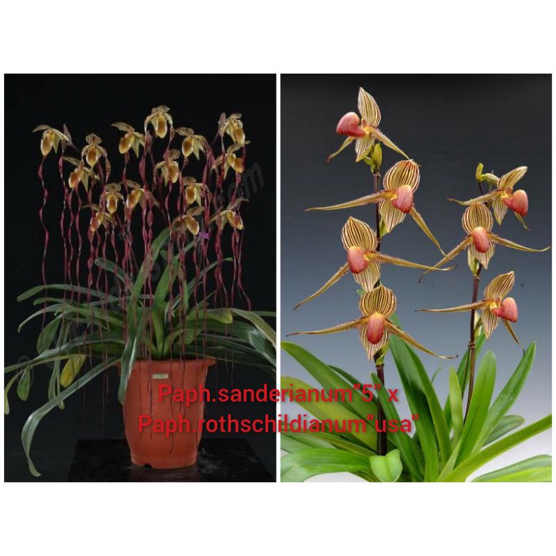 Paph.sanderianum"5" x Paph.rothschildianum"usa"