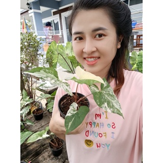 ☘️ต้นเงินไหลมาด่างขาว ฮอลแลนด์(Syngonium podophyllum)ลายเทพๆ🎉 เป็นไม้มงคล 🌳