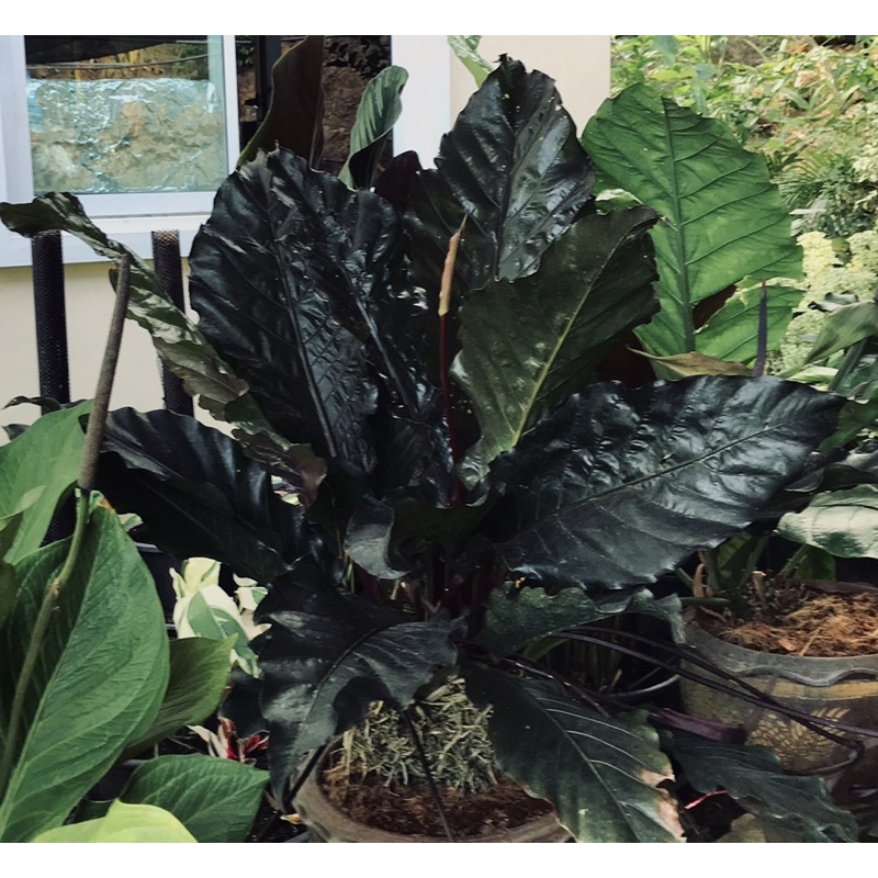 ต้นโชค9ชั้นใบสีดำAnthurium(black dragon)มังกรดำหรือหน้าวัวใบดำกระถาง3น.ต้นฟอร์มสวย4-5ใบเพาะเมล็ดจากต