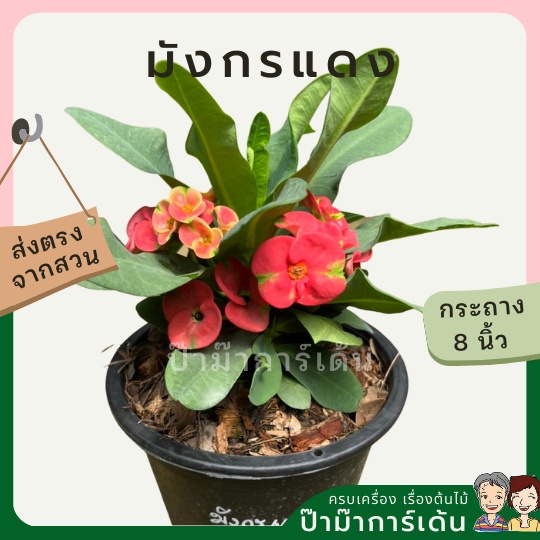 มุมมอง 2