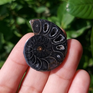 ฟอสซิลแอมโมไนต์สีดำ Black Ammonite