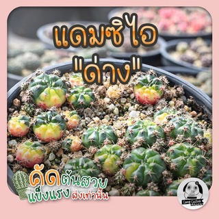 ต้นยิมโนแดมสิไอด่าง ( ต้นกระบองเพชร Gymnocalycium damsii )🌵แคคตัส🌵