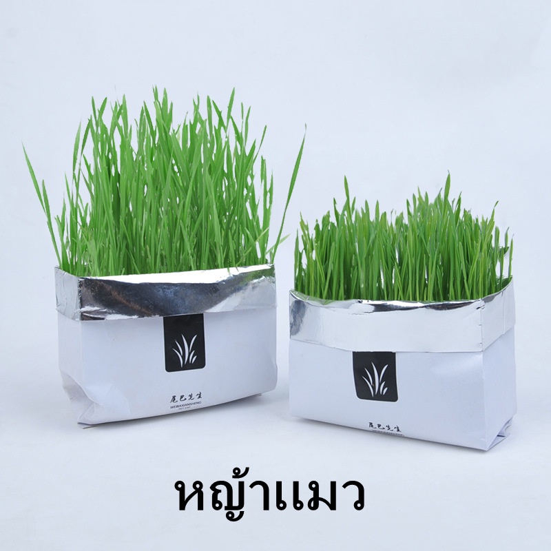 🌱ชุดปลูกหญ้าแมว🌱 แบบถุงปลูกง่ายแค่เติมน้ำ ต้นอ่อนข้าวสาลี ออแกนิกส์ สำหรับ หมา แมว หนู กระต่าย นก และสัตว์กินหญ้าอื่นๆ