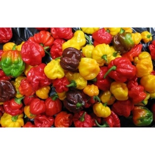 เมล็ดพันธุ์พริกสก็อต บอนเนท คละสี Scotch Bonnet Pepper Mix บรรจุ 25 เมล็ด ของแท้ คุณภาพดี ราคาถูก นำเข้าจากต่างประเทศ