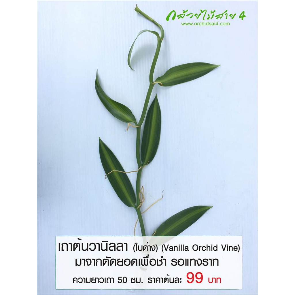 เถาต้นวานิลลา (Vanilla Orchid Vine) (ใบด่าง) ความยาวเถา 50 ซม. ตัดยอดเพื่อชำ และรอแทงราก