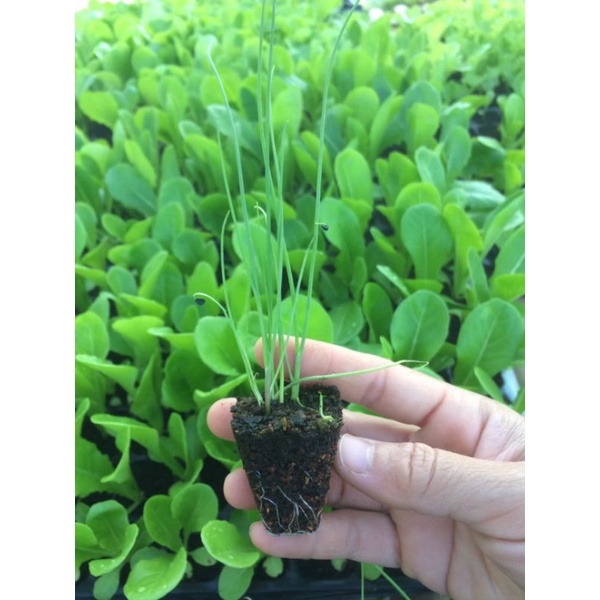 ต้นกล้าต้นหอม(หอมแบ่ง)🌱(ราคา 1 กอ =9บาท) พร้อมส่ง!!ไม่พรีออเดอร์** - รูปที่ 3