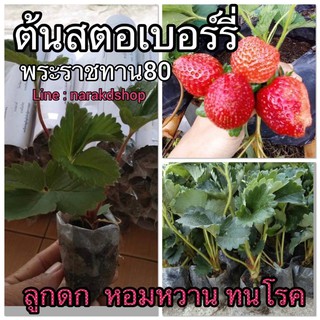 ต้นสตอเบอรี่ 10 ต้น รวมส่ง ไหลสตอเบอรี่  สตรอเบอรี่ สตรอว์เบอรี่