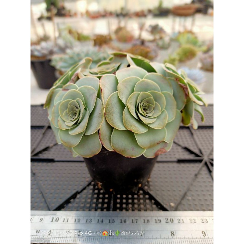 Greenovia Aurea ex El Hierro (Pink Mountain Rose) tanochaya ThaiPick