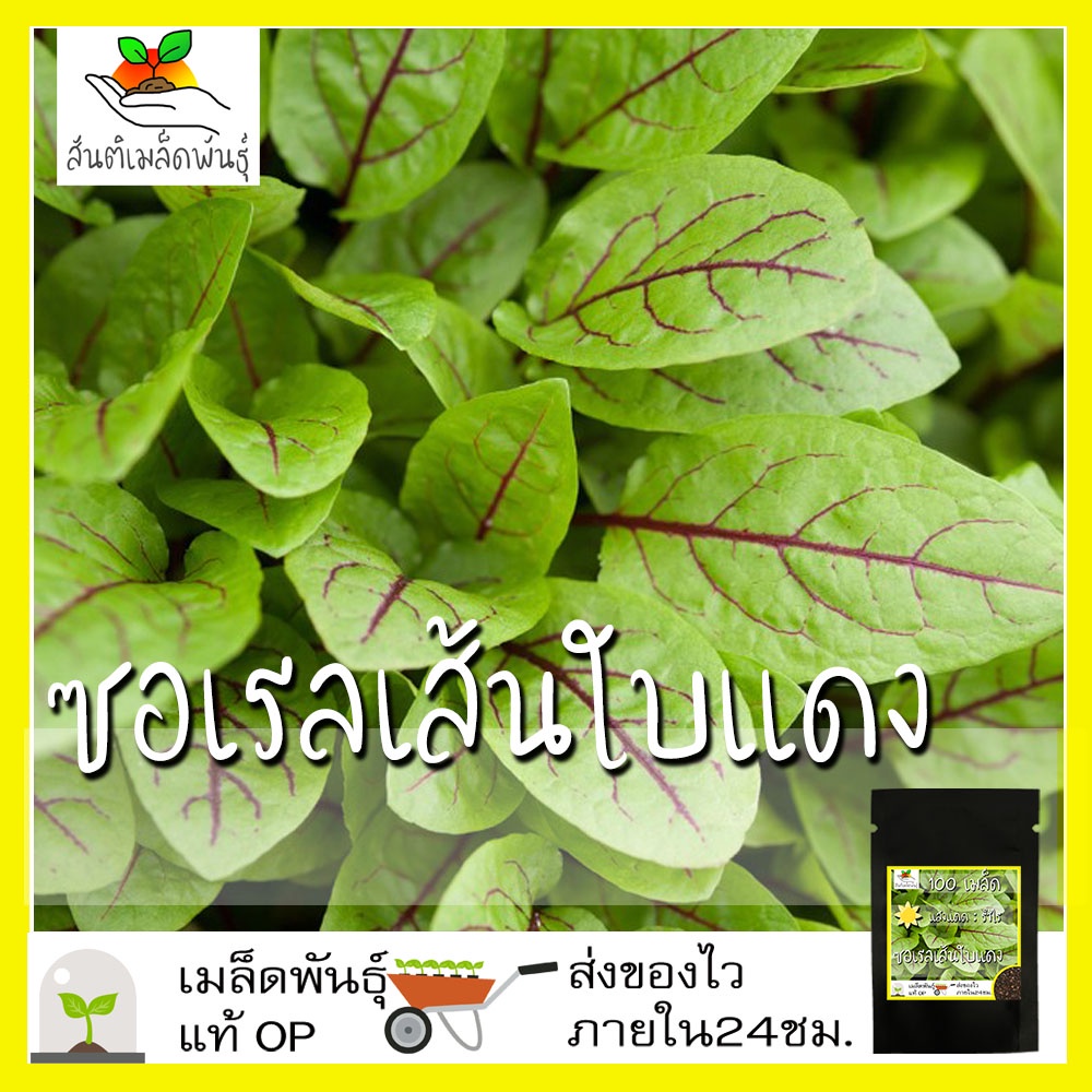 เมล็ดพันธุ์ ซอเรลเส้นใบแดง 100 เมล็ด Red Veined Sorrel Seed เมล็ดพันธุ์แท้ นำเข้าจากต่างประเทศ โตไว ปลูกง่าย พืชผัก สวน
