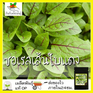 เมล็ดพันธุ์ ซอเรลเส้นใบแดง 100 เมล็ด Red Veined Sorrel Seed เมล็ดพันธุ์แท้ นำเข้าจากต่างประเทศ โตไว ปลูกง่าย พืชผัก สวน