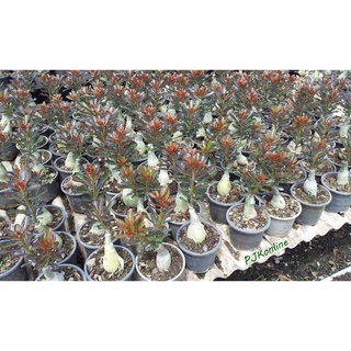 นิลมหากาฬ ใบสีดำแดง ชวนชมหลายสายพันธุ์ เก่าใหม่ adenium desert rose plant