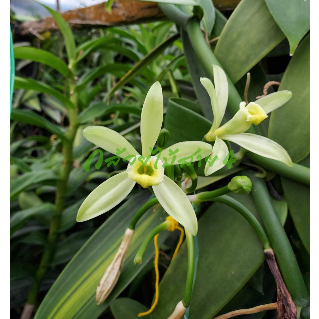 ต้นวานิลลาใบด่าง พร้อมกระถาง 6 นิ้ว ความสูง 55 ซม. (Variegated Vanilla Orchid Plant)