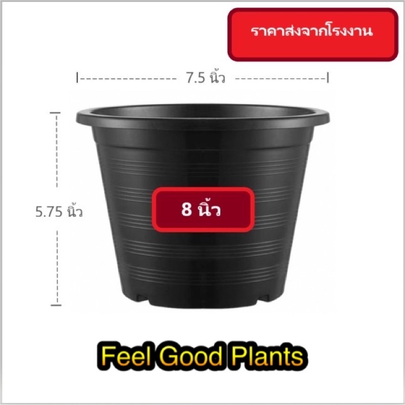 ☘️ กระถางต้นไม้ กระถางต้นไม้พลาสติก กระถางแคคตัส 8 นิ้ว หรือ 7.5 นิ้ว ราคาส่ง ราคาโรงงาน ราคาถูก