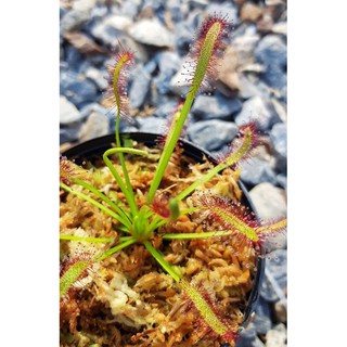 พืชกินแมลง หยาดน้ำค้าง Drosera carpensis