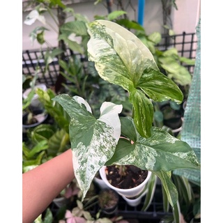 เงินไหลมาด่างขาวตัดข้อมีรากพร้อมปลูก1-2ใบห่อตุ้มลายสวยรับประกันขนส่ง
