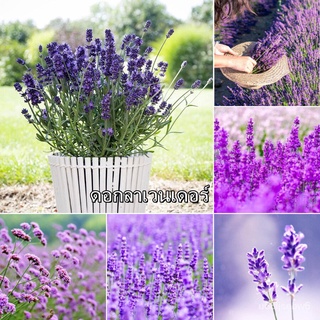 ถูก ใหม่ สายพันธุ์ของแท้ 100% พร้อมสต็อก ลาเวนเดอร์ Lavender Flower Seeds 200pcs เมล็ดพันธุ์ บอนสี เมล็ดดอกไม้ เมล็ดบ 5F