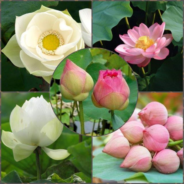 (ซื้อ 4แถม1.)เมล็ดพันธุ์บัวหลวงบรรจุชุด10เมล็ด /ซอง ปลูกทานเม็ดหรือบูชาพราะ  มีสีขาว กับ ชมพู (พร้อมคู่มือการเพาะปลูก)