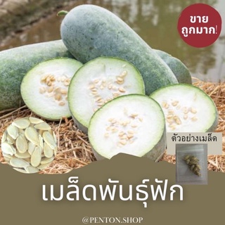 เมล็ดพันธุ์ฟักเขียว 5 เมล็ด  ขั่นต่ำโปรดสั่งสินค้า30บาทขึ้นไปค่ะ