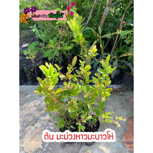 ต้นมะม่วงหาวมะนาวโห่ สูง 30-40 cm. พร้อมส่ง สำคัญกรุณาสั่งซื้อในเวลา12:00น.-00:00น.