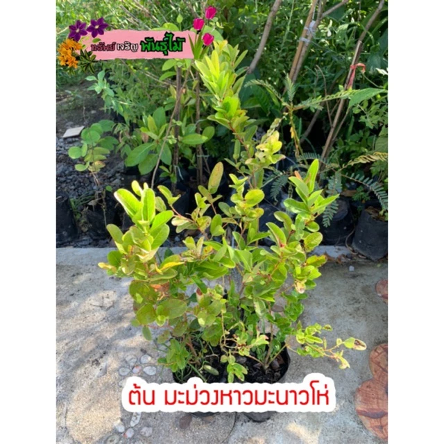 ต้นมะม่วงหาวมะนาวโห่ สูง 30-40 cm. พร้อมส่ง สำคัญกรุณาสั่งซื้อในเวลา12:00น.-00:00น.