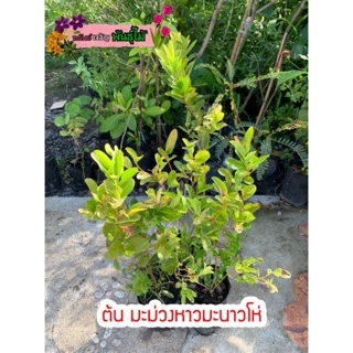 ต้นมะม่วงหาวมะนาวโห่ สูง 30-40 cm. พร้อมส่ง สำคัญกรุณาสั่งซื้อในเวลา12:00น.-00:00น.