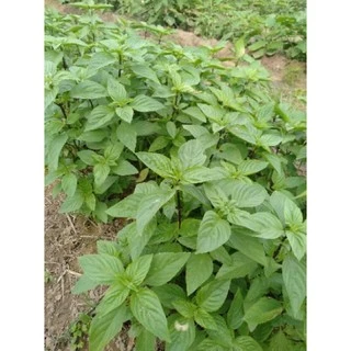 เมล็ดพันธุ์โหระพา 300-500 เมล็ด คัดพิเศษ ( 1 กรัม ) [ซื้อ 10 แถม 1]