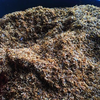 แกลบเก่า (old rice husk)หมักไนโตรเจนสูง ใช้ผสมดินเพาะปลูก เพิ่มคุณภาพดิน