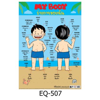 MY BODY ร่างกายของฉัน ( ชาย ) EQ-507 สื่อโปสเตอร์ภาพ กระดาษ หุ้มพลาสติก