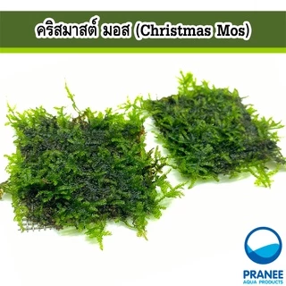 คริสมาสต์ มอส (Christmas Moss) พันตะแกรงและเกาะหิน ต้นไม้น้ำ ต้นไม้น้ำตกแต่งตู้ปลา ***กรุณาอ่านรายละเอียดก่อนสั่งซื้อ***