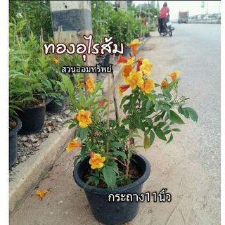 ต้นทองอุไร กระถางใหญ่11นิ้ว