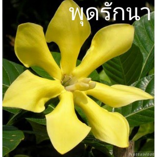 พุดรักนา (คำมอกพม่า) เป็นไม้พุ่มแน่น ดอกหอมมีดอกตลอดปี