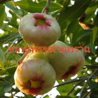 ต้นชมพู่ เพชร​สามพราน🍒 สูง50cm🍏 กิ่งปักชำ🤟