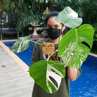 monstera albo holland ไม้ยอด 4 ใบ ด่างสวย