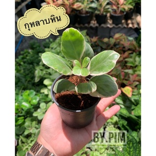 กุหลาบหิน 💐💐  🌈 ‼️สั่งซื้อขั้นต่ำ 6 ต้น ‼️ คละได้ทั้งร้าน💚